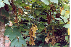 Mucuna pruriens var. pruriens